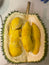 D101 Mas Muar Durian 22LB (5-6 Durians)